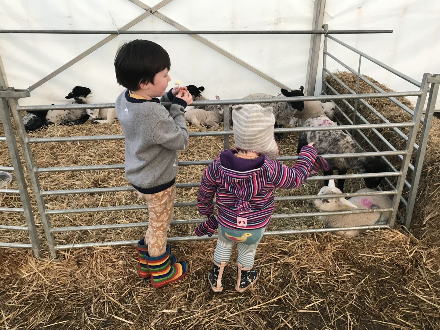 Things to do in Yorkshire this Easter- Two children looking at lambs