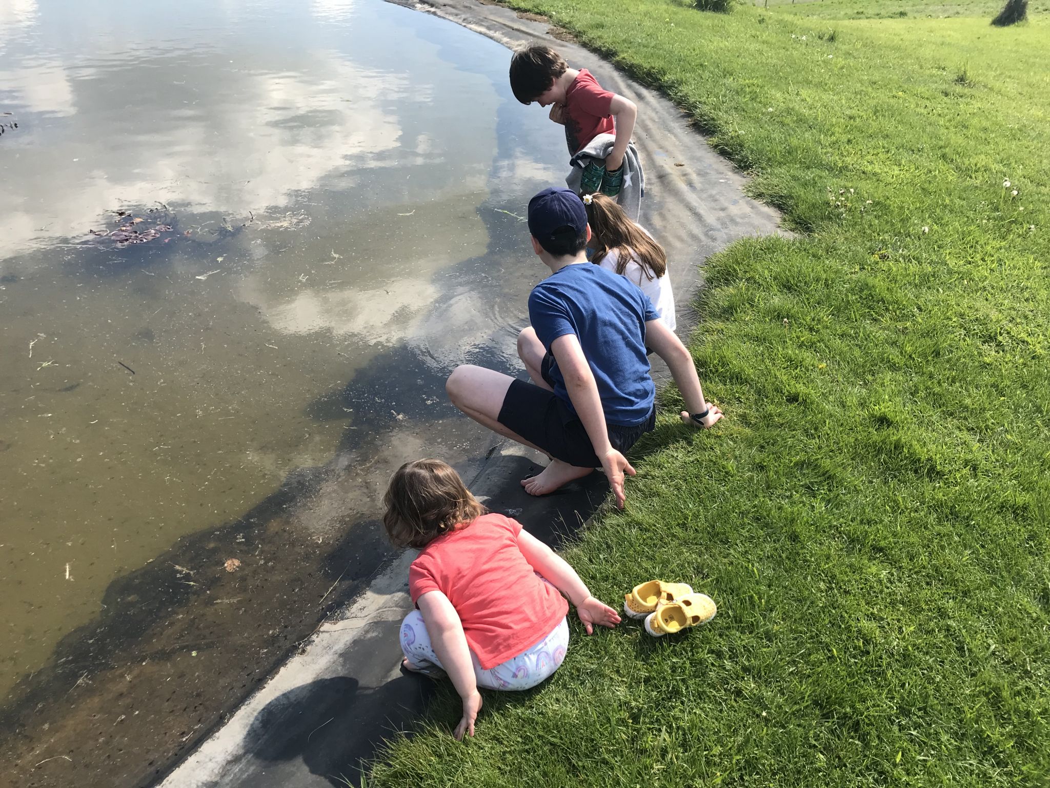 Four children playing in a pond filled with tadpoles