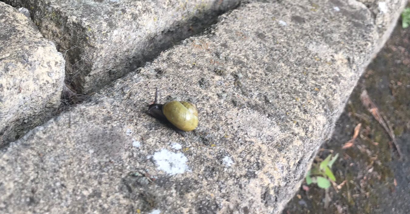 A tiny snail on a wall
