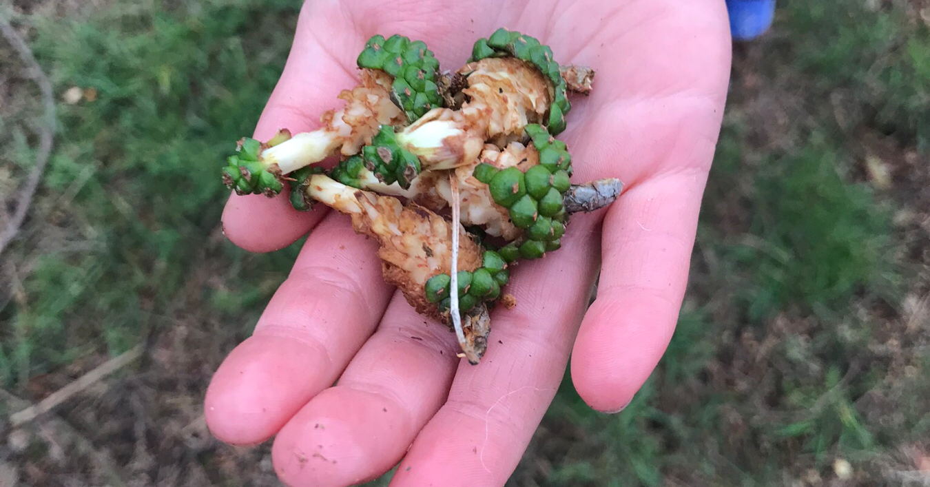 Nibbles fruit from a tree in a child’s hand 