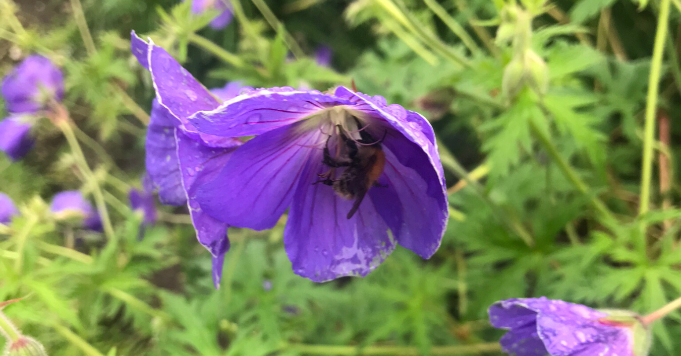 A bee feeding on a purple flower