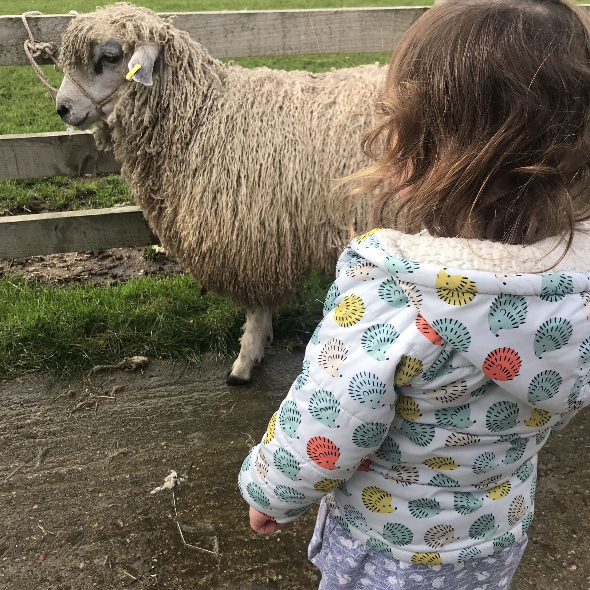 Little girl looking at a sheep