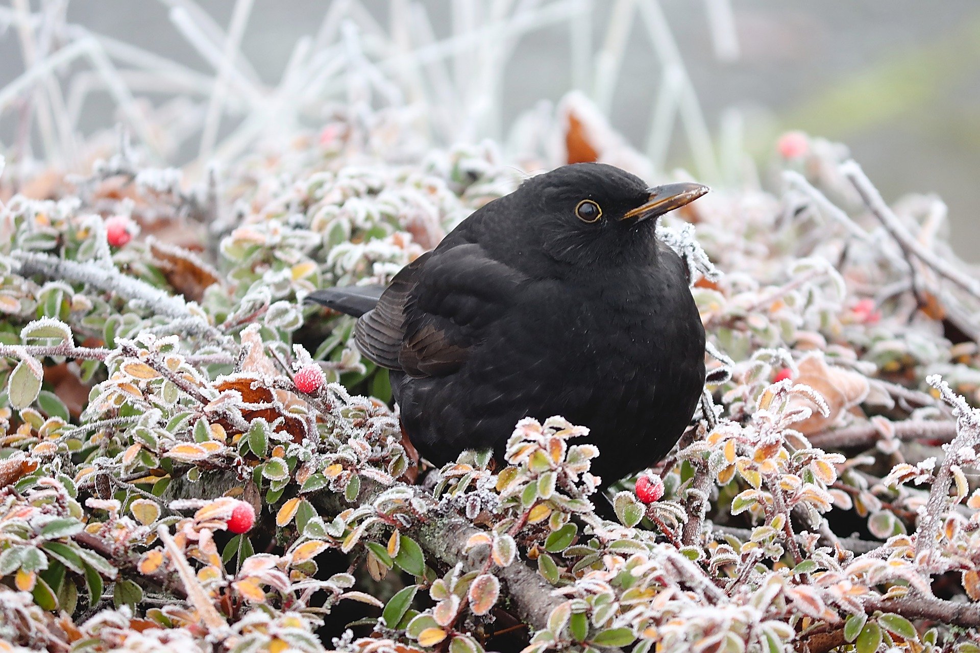 a crow sat in frosty leaves and berries 