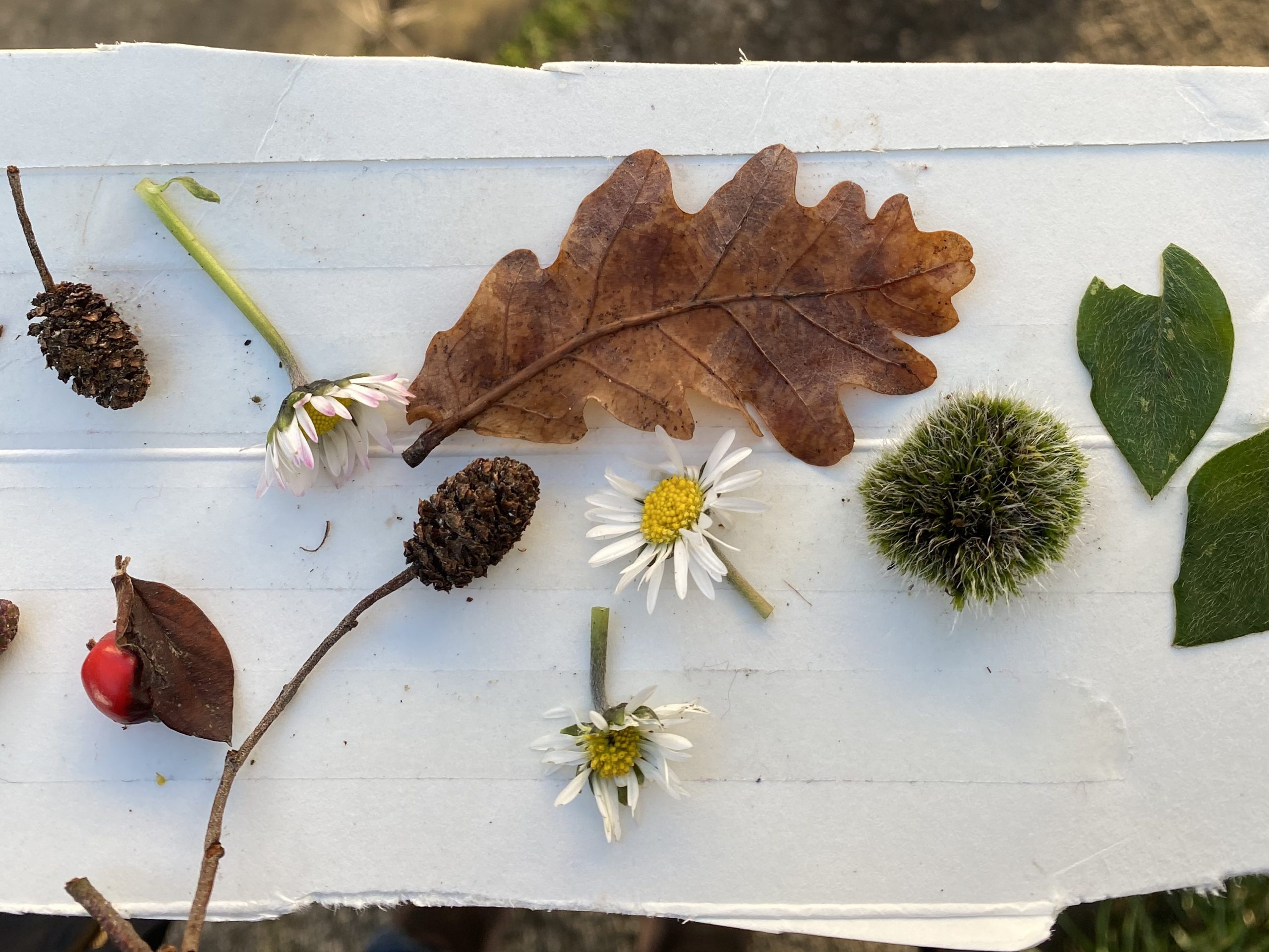 Some cardboard with nature stuck on it 