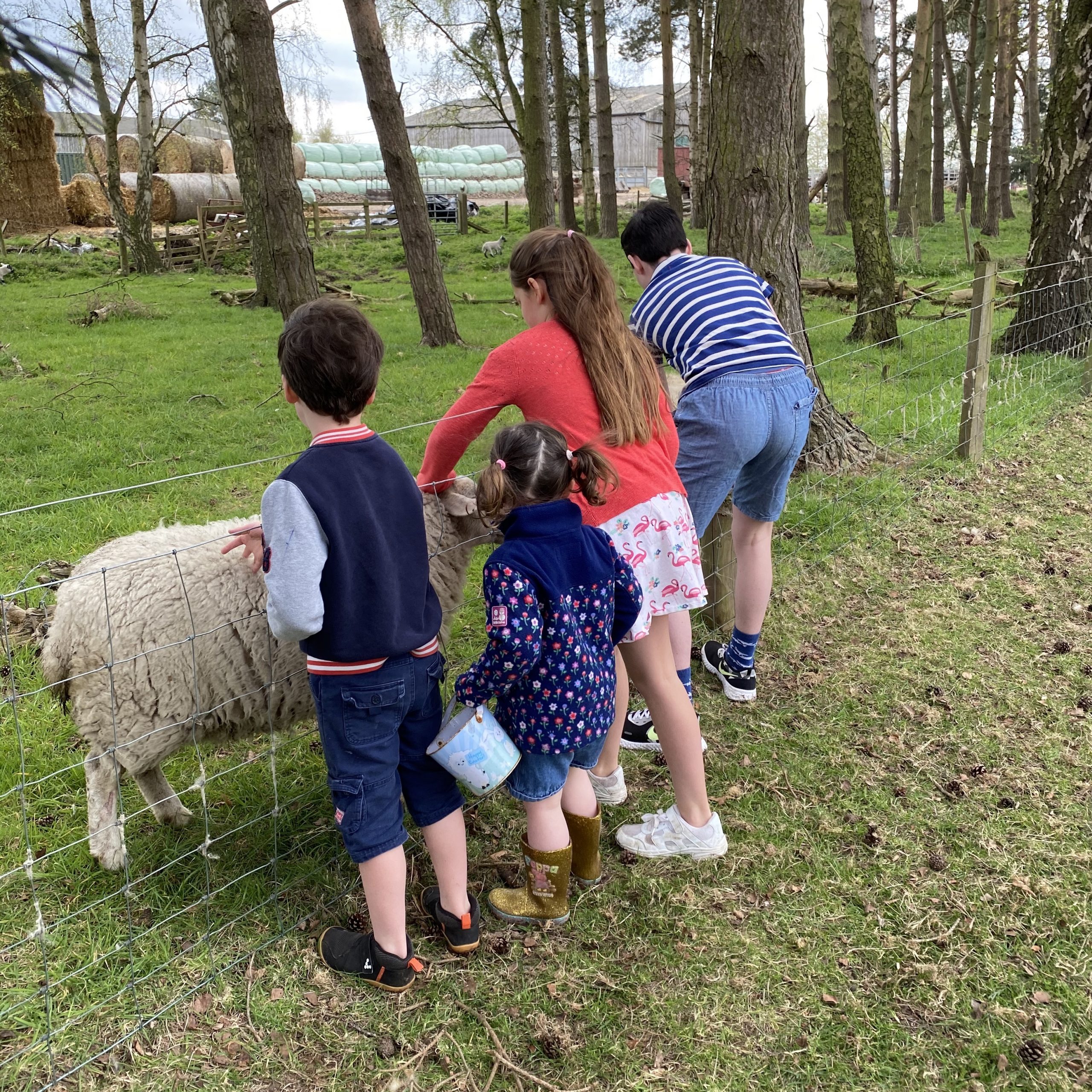 Easter lockdown with. family petting a sheep on a walk