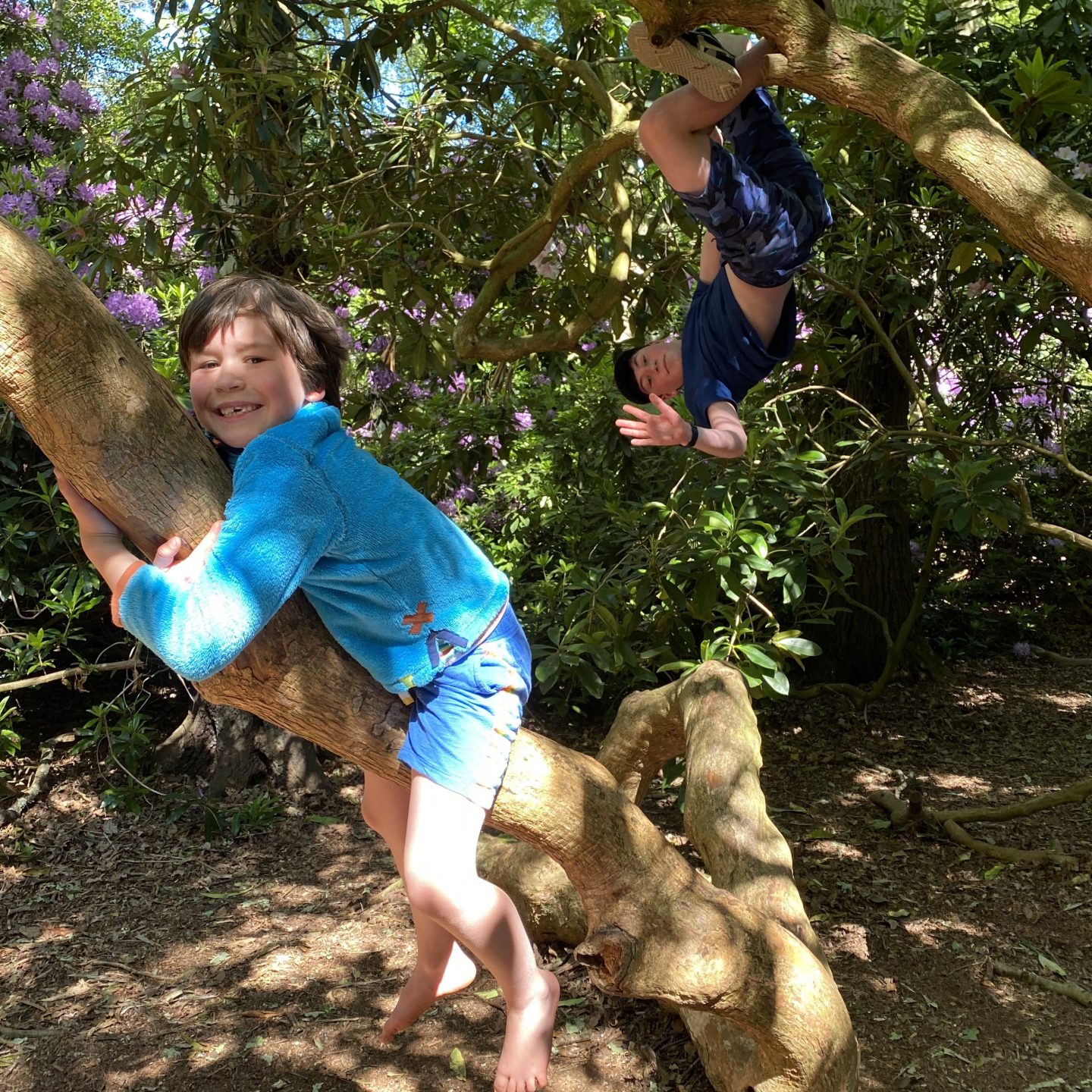 Picnic time with 2 boys climbing a tree
