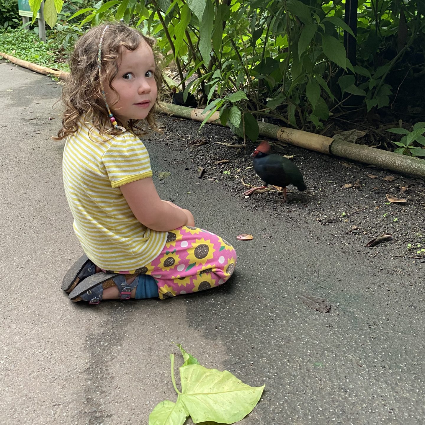 A child in the Eden Project looking at birds