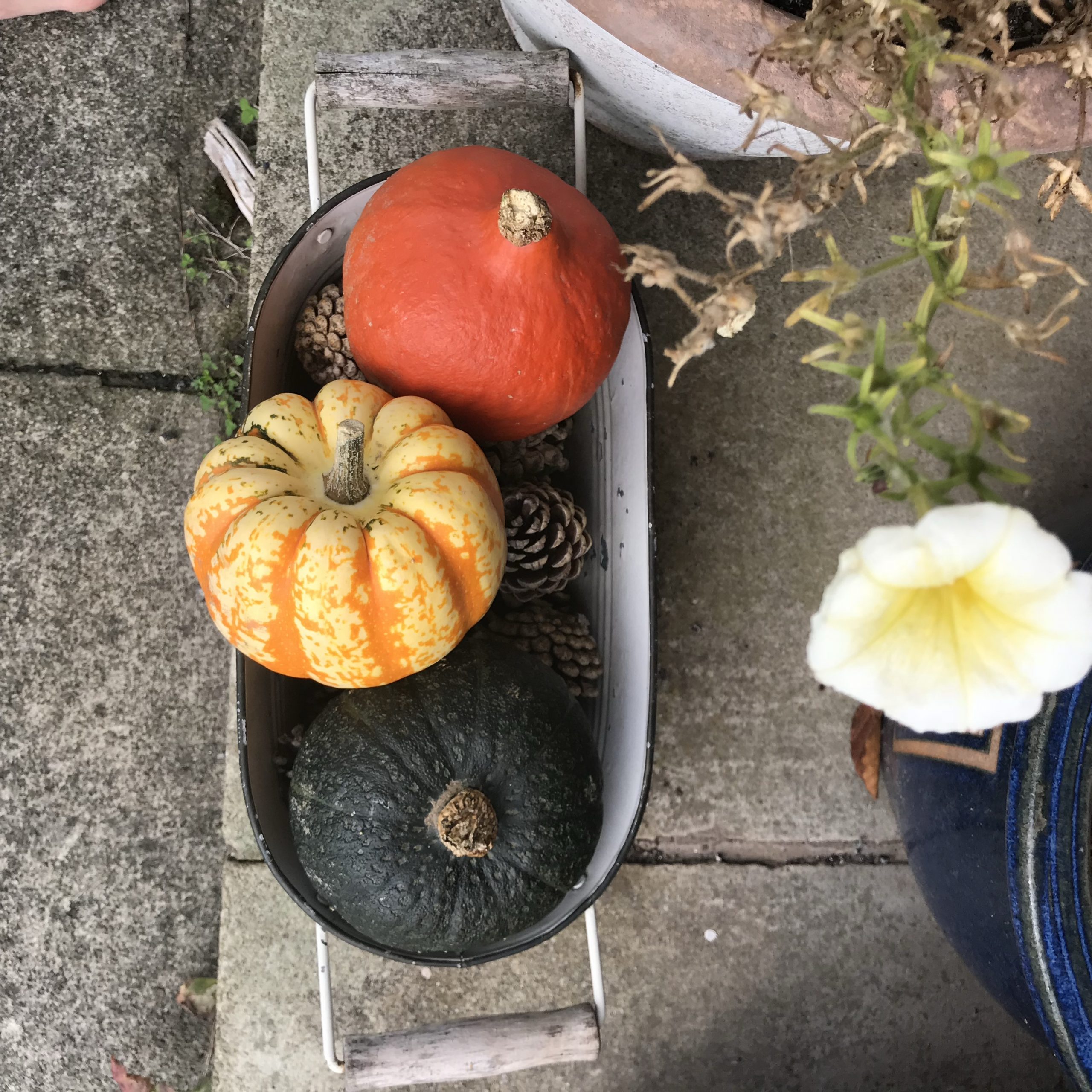 Pumpkins for Autumn