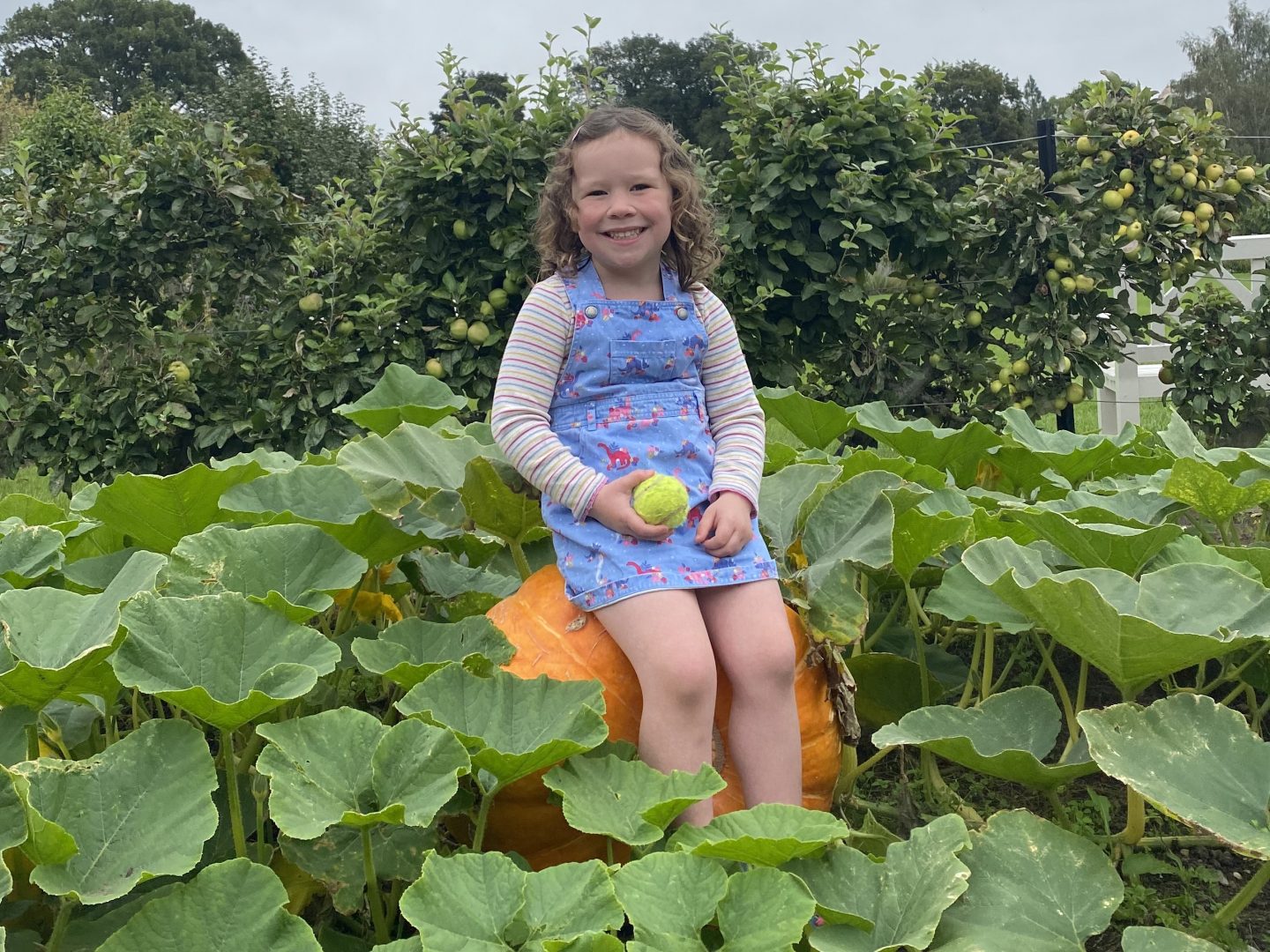 A child sat on  a pumpkin in between  busy family life 