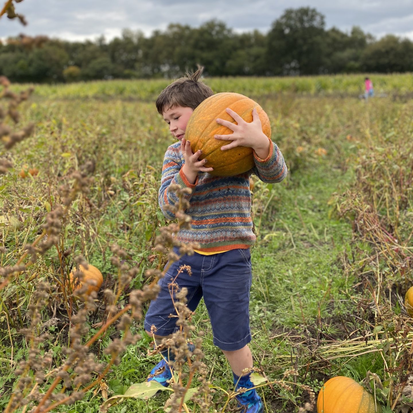A boy carrying a large pumpkin in a field 