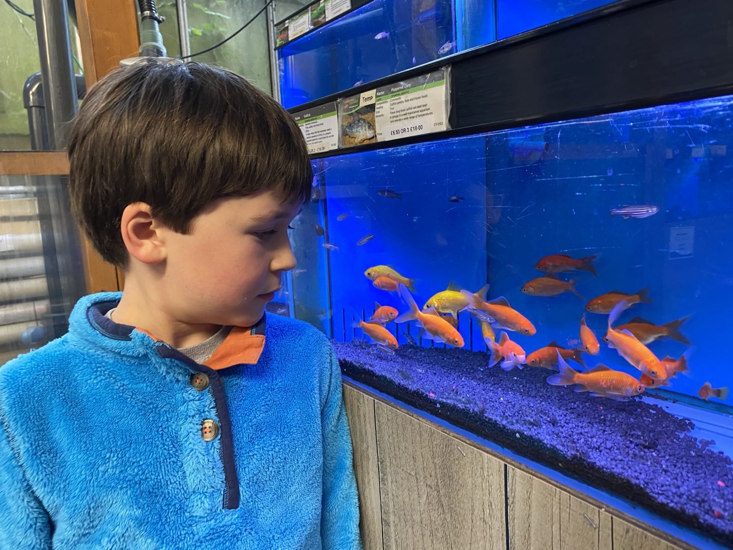 A boy looking at a fish tank on a slow autumn weekend at home