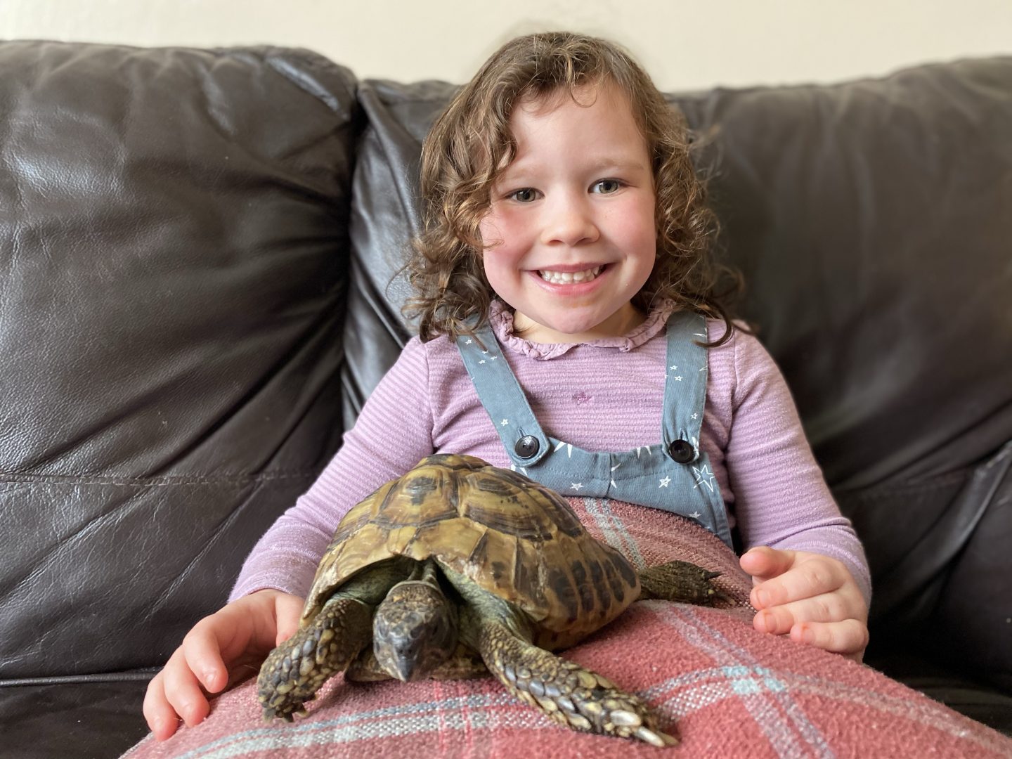 A tortoise sitting o a child's lap before he goes into hibernation 