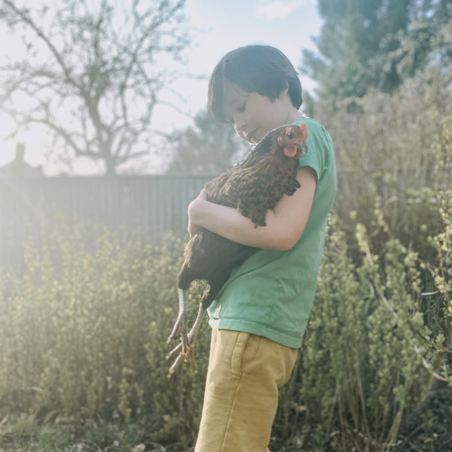 a small boy holding a chicken
