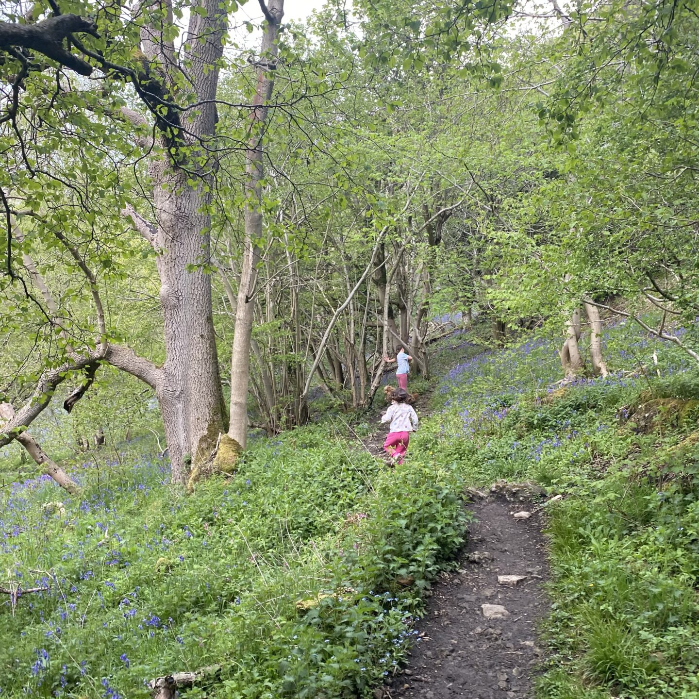 children running through a bluebell wood