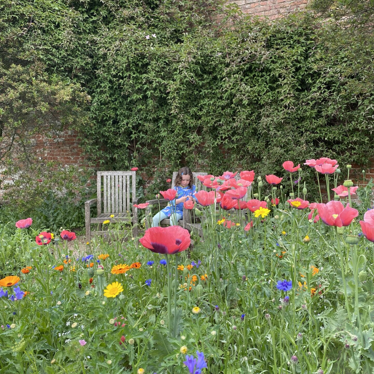 young girl sat in the wildflower garden at Beningbrough hall