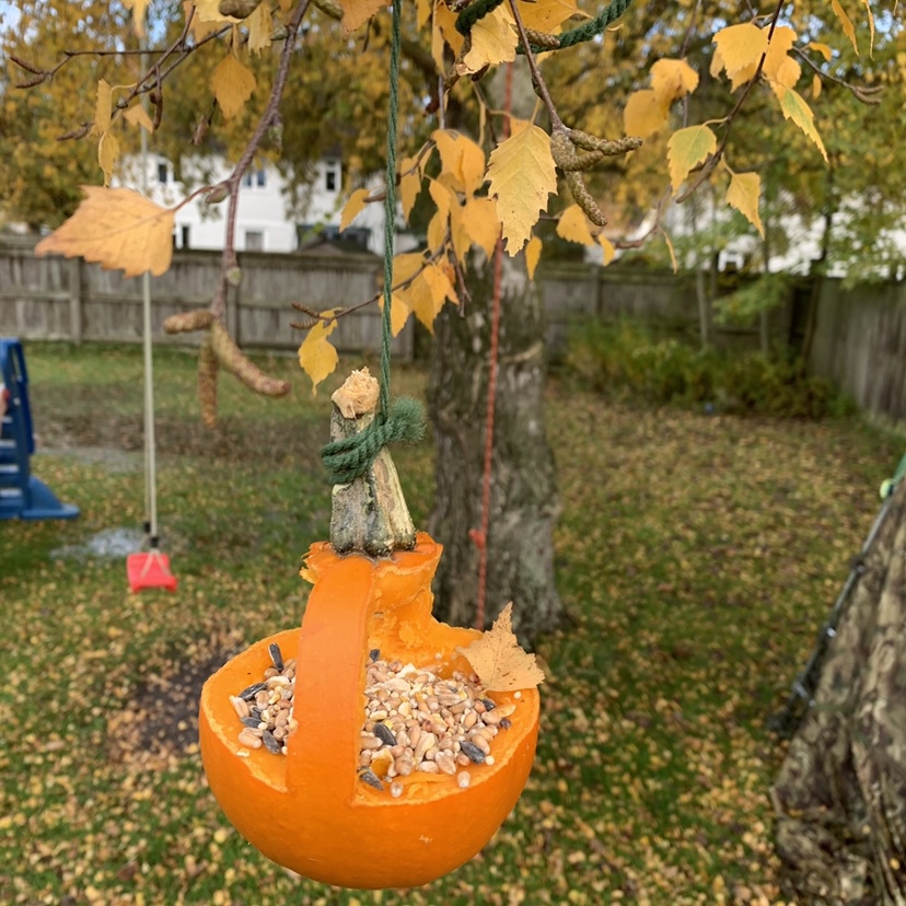 a pumpkin bird feeder