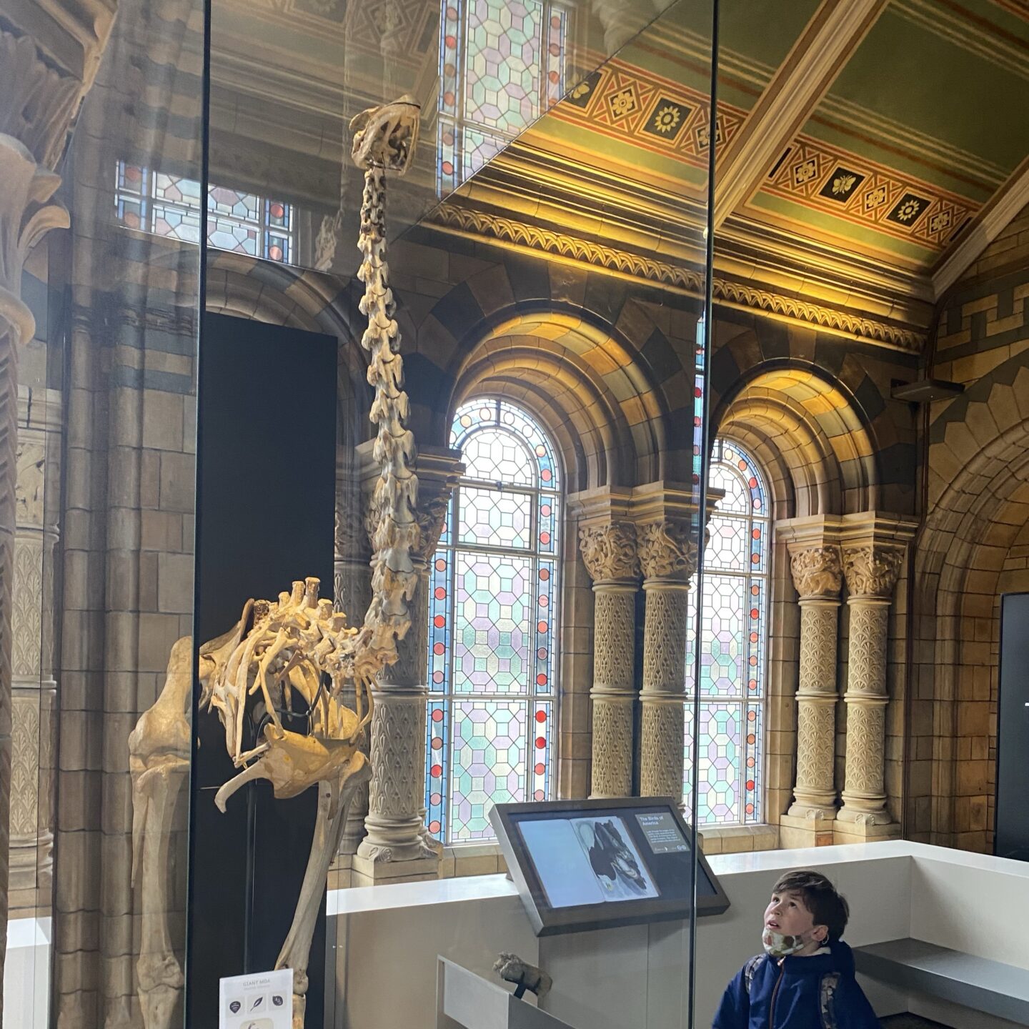 a boy looking at a Moa in the Natural history Museum 