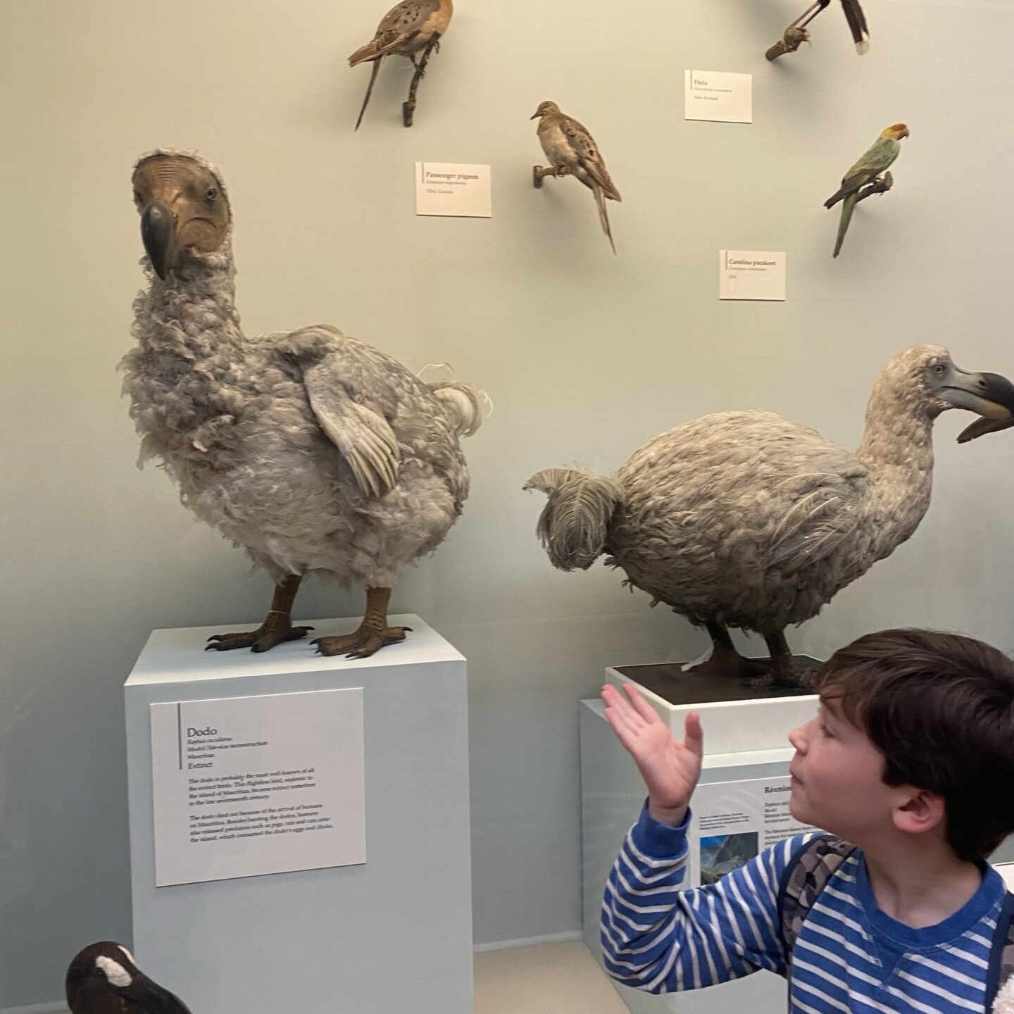 2 Dodos in an exhibit at the NHM with a boy looking at it 