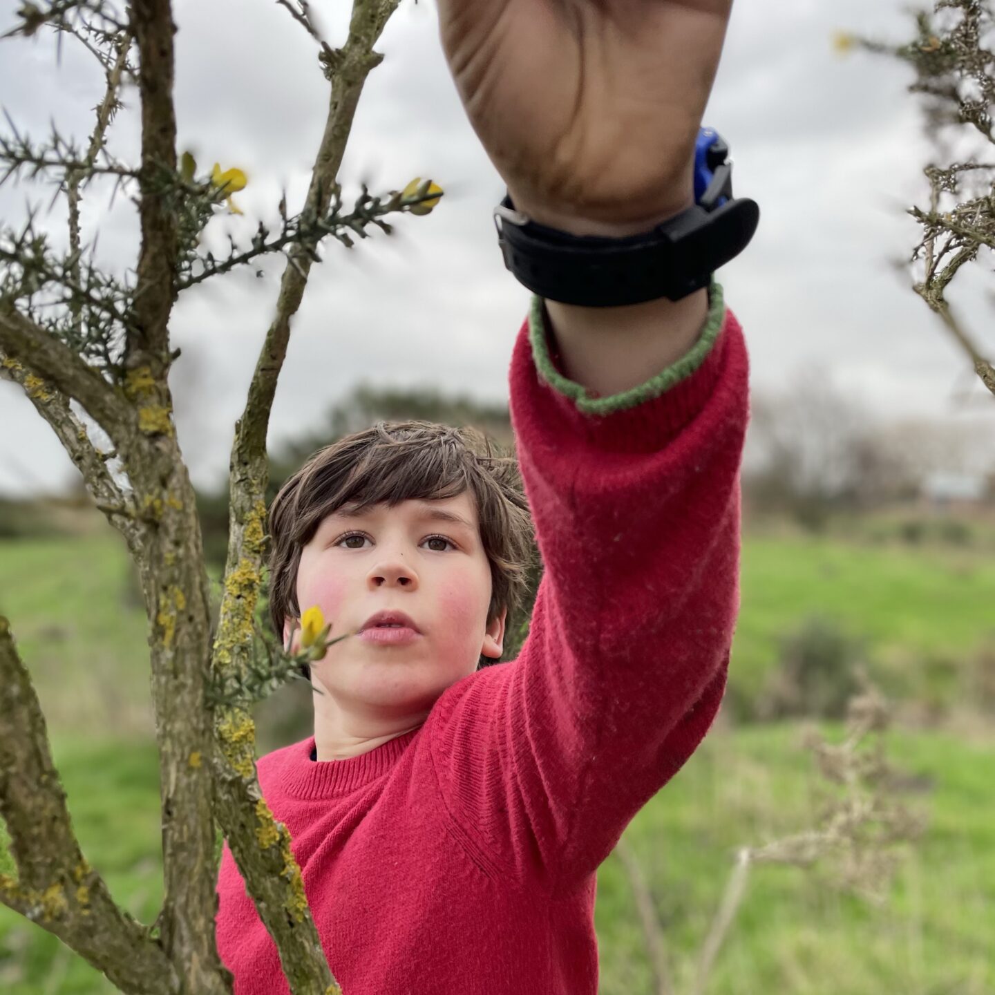 a young boy picking gorse flowers
