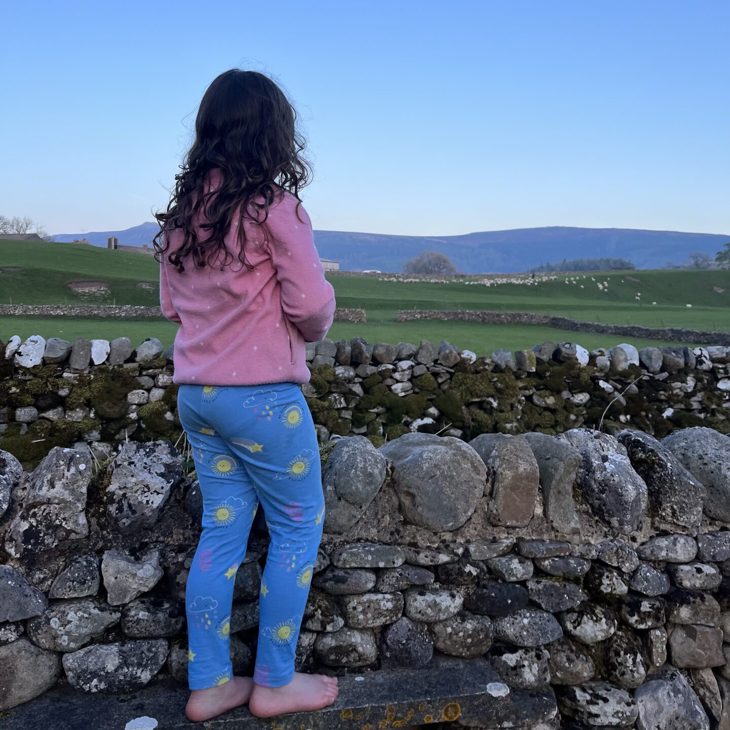 a young girl standing at a dry stone wall watching sheep