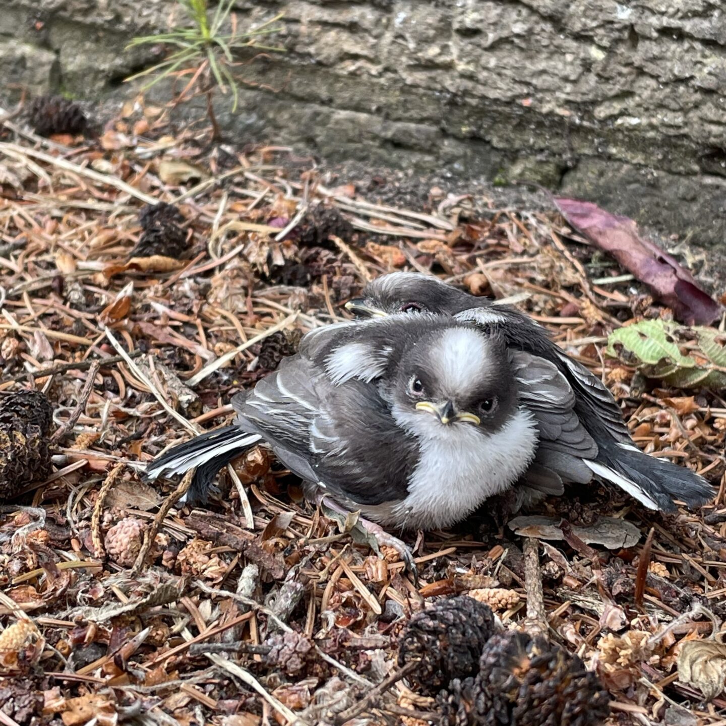 fledgling birds sat on the ground