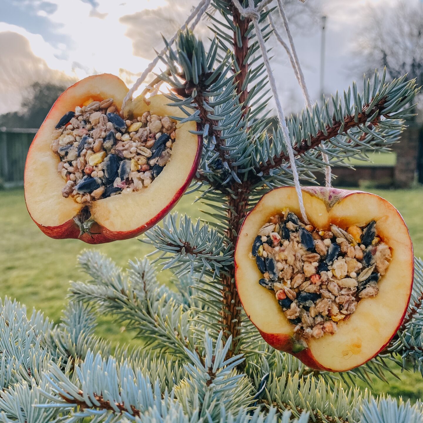 Apples filled with birdseed and hung from a tree for RSPB big garden birdwatch activity ideas for kids