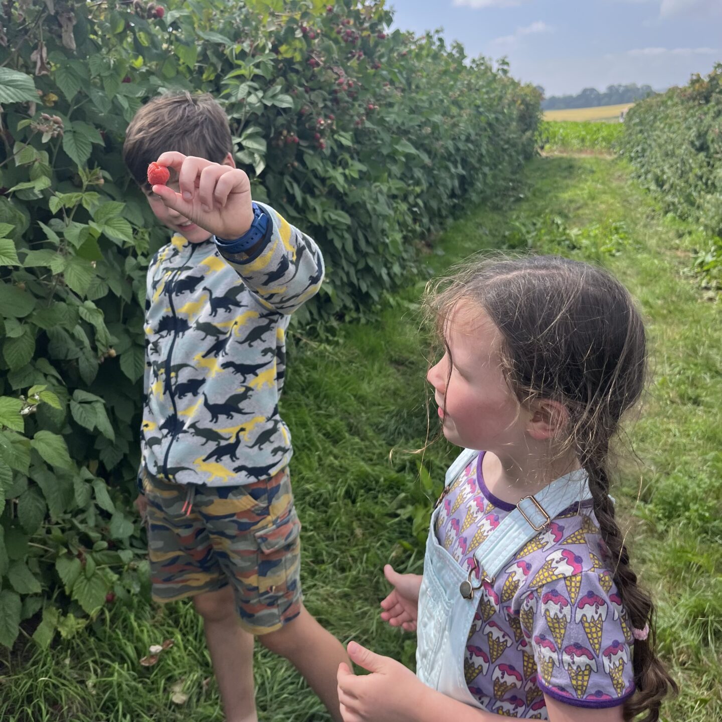strawberry picking in Devon 