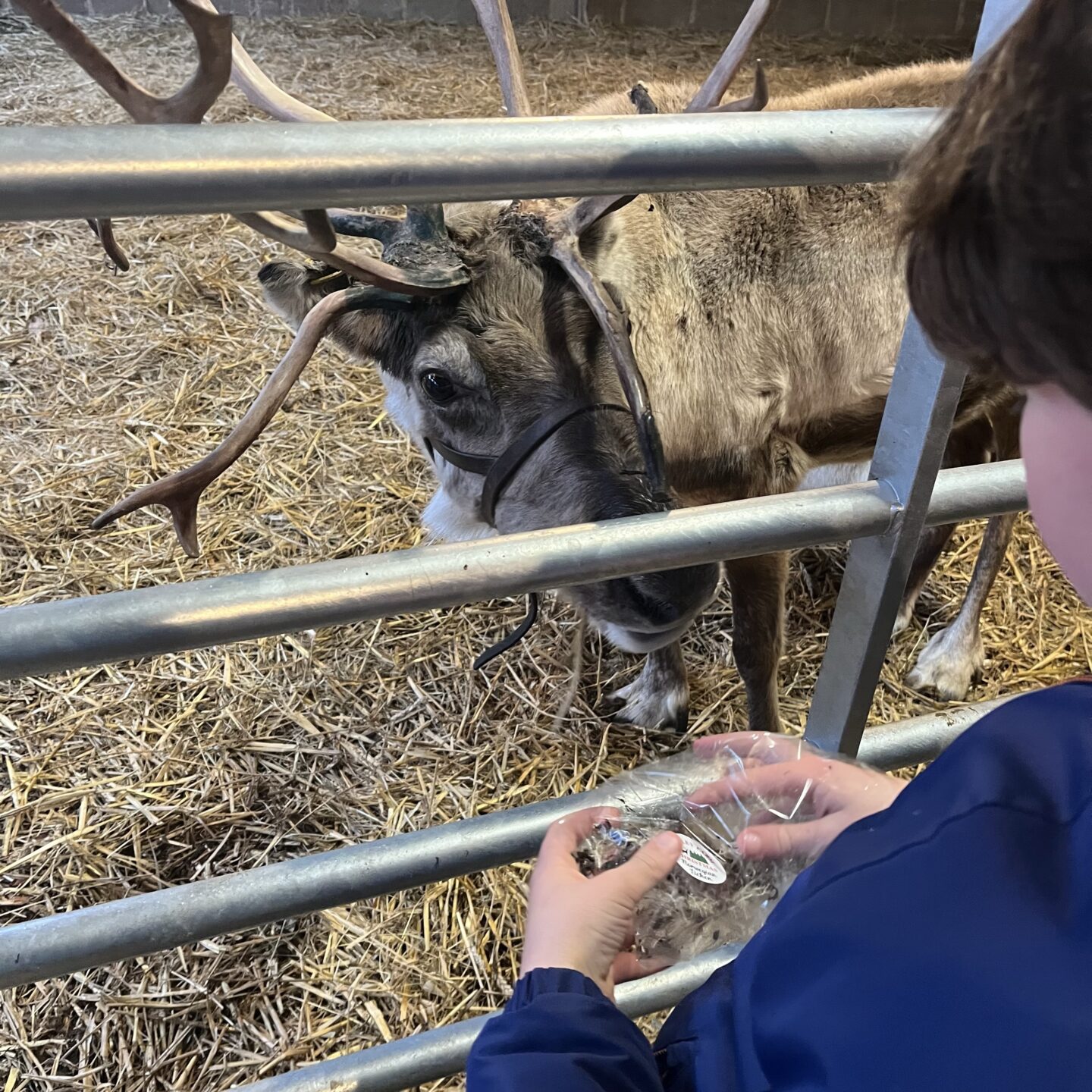 A child feeding a reindeer