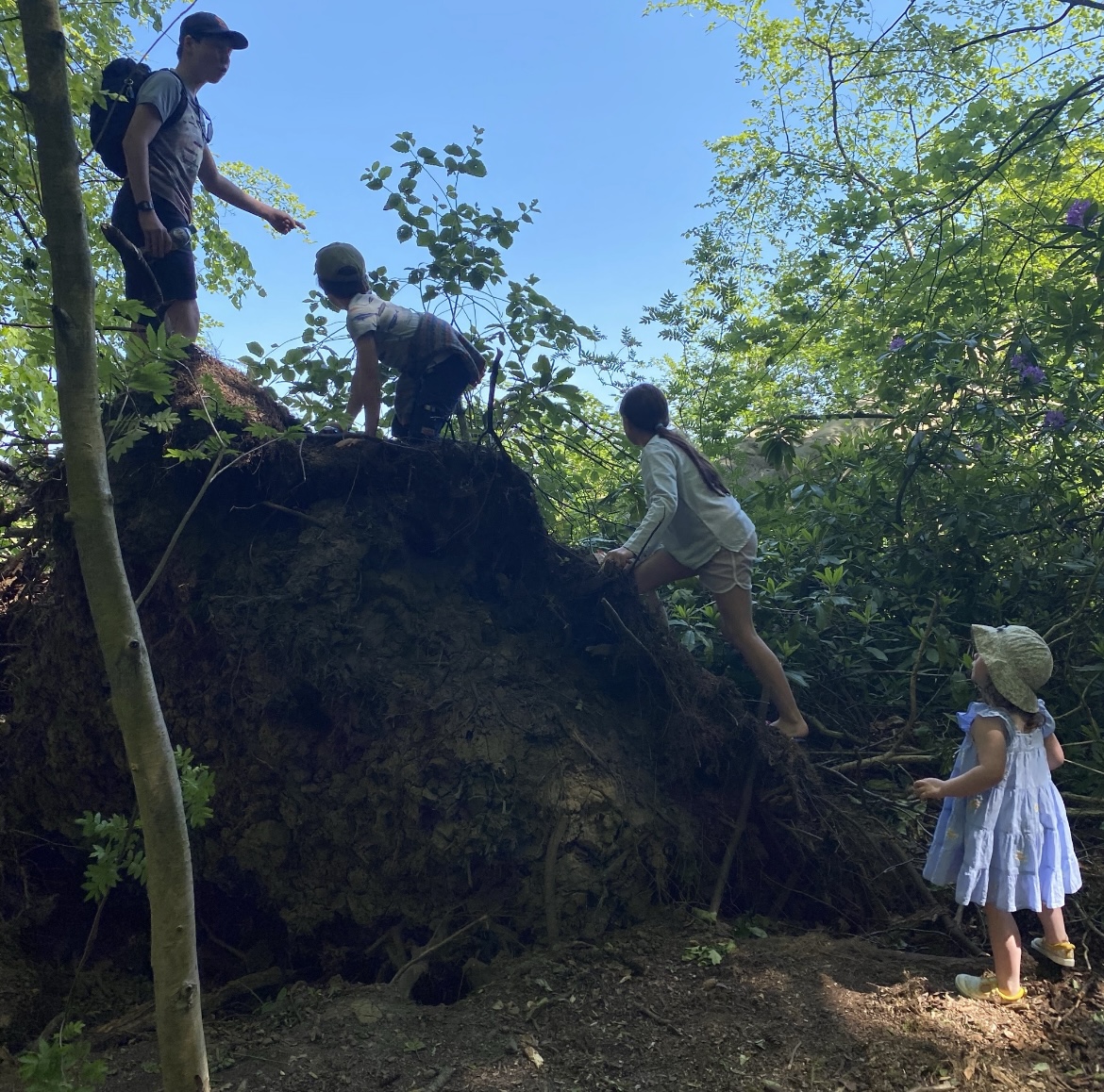 4 children climbing a root of a tree 