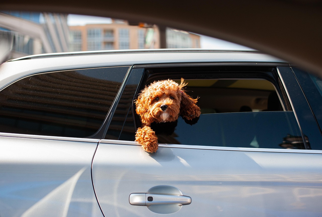road trip with your dog- with a small curly dog hanging out a window